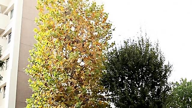 Japanese hairy pussy toying